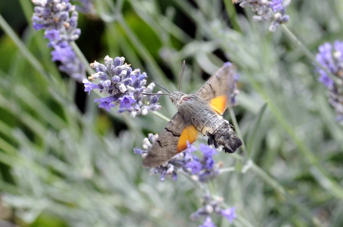 Macroglossum stellatarum